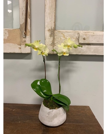Double Teacup Orchid Custom product