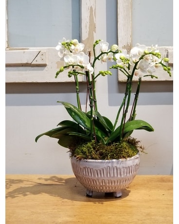 Melati Orchid Bowl Flower Arrangement