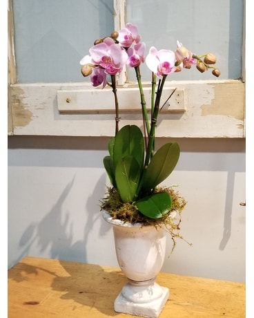 Antique Pale Pink Orchid Urn Flower Arrangement