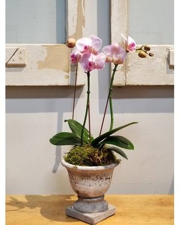 The Petit Pink Pedestal Flower Arrangement