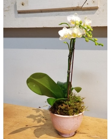 Mini Ceramic Teacup Orchid Flower Arrangement