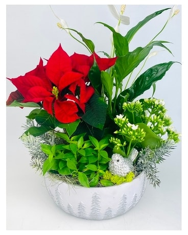 Seasonal Dish Garden Dish Garden Plant