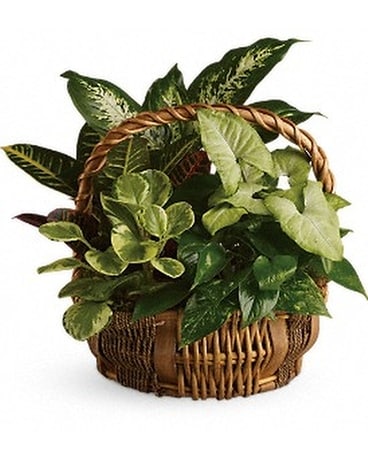 Emerald Garden Basket Flower Arrangement