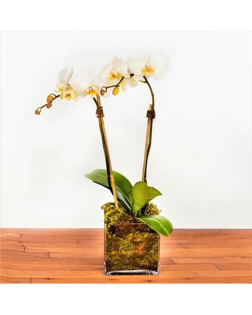 Double-Stemmed White Phalaenopsis