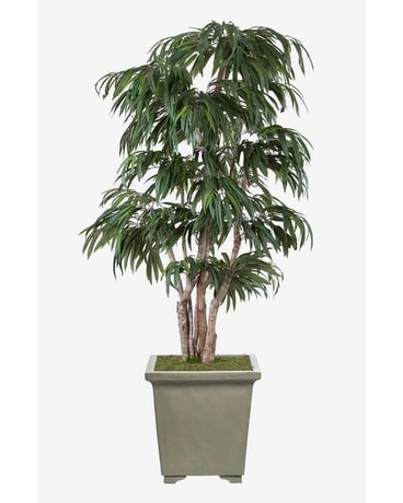 WEEPING FICUS TREE in Woodbury NY - Florique