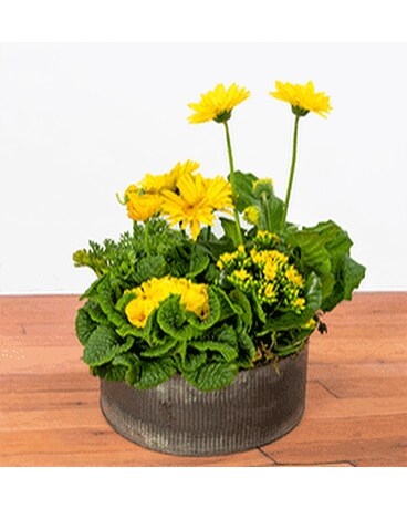 Flowering Garden Flower Arrangement