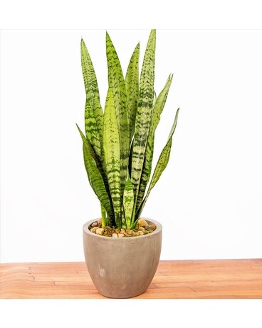 Snake Plant Flower Arrangement