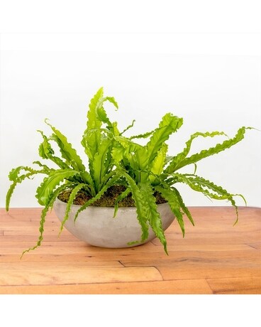 Birds Nest Fern Flower Arrangement