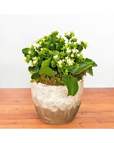 Posh Kalanchoe Plant Plant