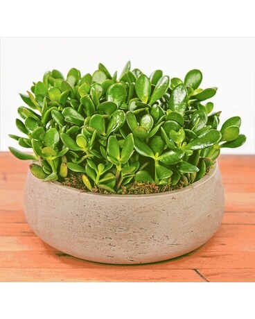 Low Lush Jade Flower Arrangement