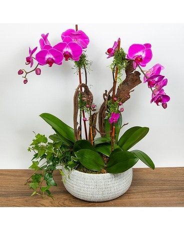 Orchid Combination Flower Arrangement