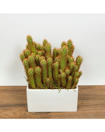 Cactus in Decorative Container Flower Arrangement