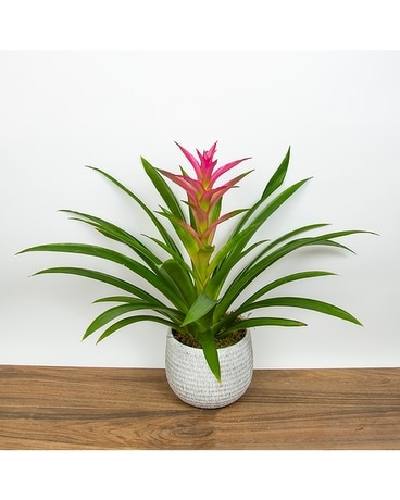 Pink Bromeliad Flower Arrangement