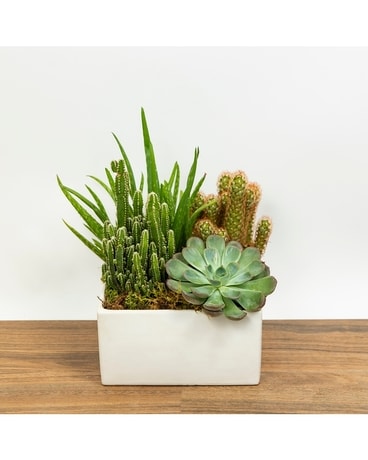 Succulent and Cacti in Decorative Container Plant