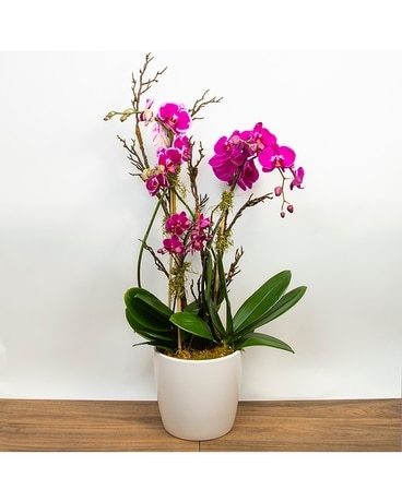 Fuscia/Purple Phalaenopsis Orchid Plants Flower Arrangement