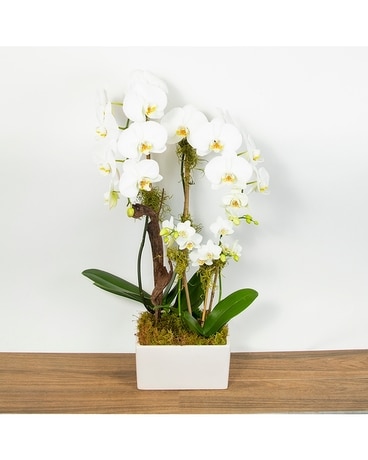 Orchid Deluxe Flower Arrangement