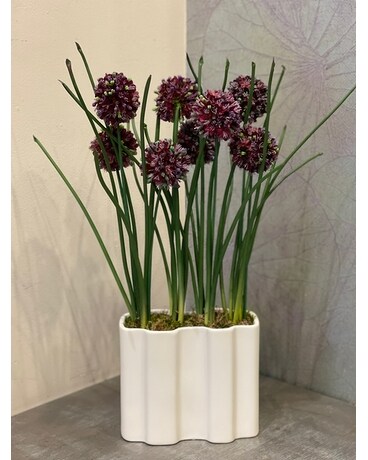 MINI ALLIUM Flower Arrangement