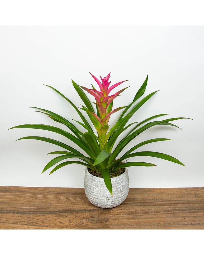Pink Bromeliad