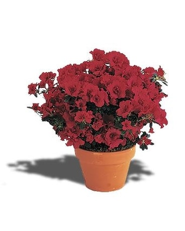 Azalea Surprise - by Leary's Florist Flower Arrangement
