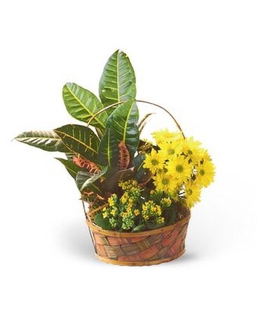 Croton Basket Garden - by Leary's Florist Flower Arrangement