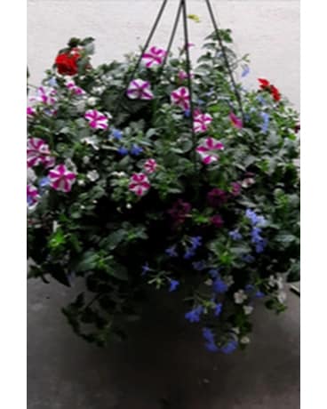Hanging Basket Plant