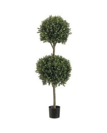 4' Double Ball Boxwood Plant