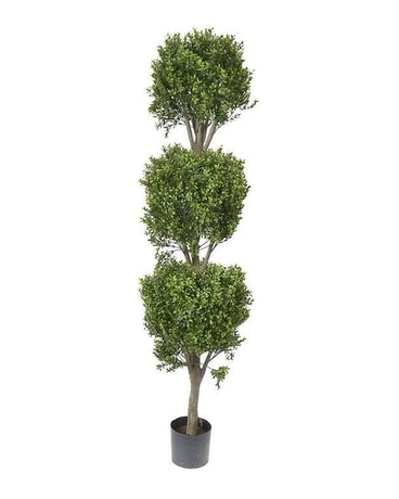5' Triple Ball Boxwood Plant