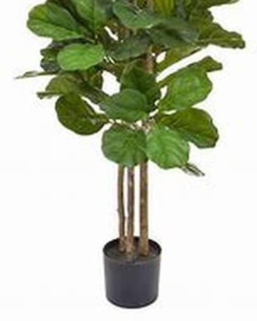 56'' Fiddle Leaf Fig Plant