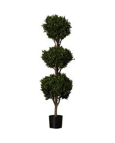 4' Triple Ball Boxwood Tree Plant