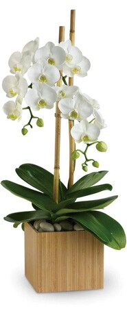 Premium Plants in Fairfield, CT delivered by Sulivan's Heritage Florist