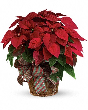 Poinsettia