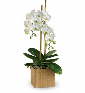 Opulent Orchids