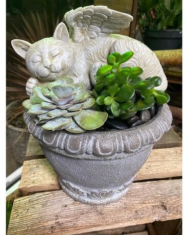 Angel Cat