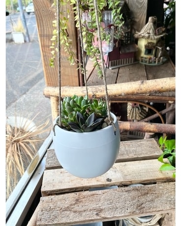 Hanging Succulents Custom product