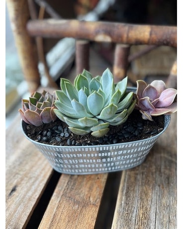 Green Plant Delivery | Portland Florist Shop