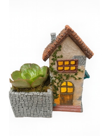 Succulents Delivery Portland OR - Portland Florist Shop