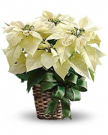 WHITE POINSETTIA Flower Arrangement