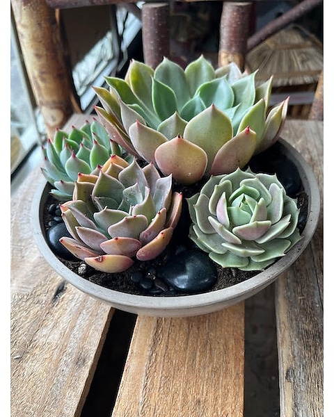 Bowl of Succulents