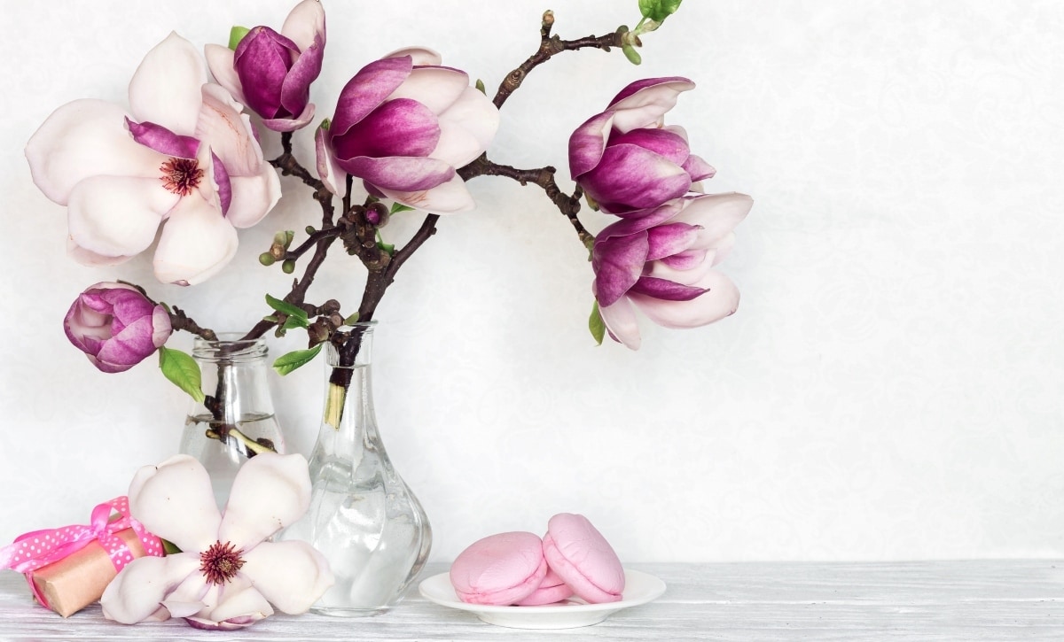 Embrace the Beauty of March Magnolias at Petals and Stems Florist: A Dallas Tradition