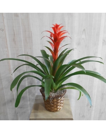 Bromeliad (410) Flower Arrangement