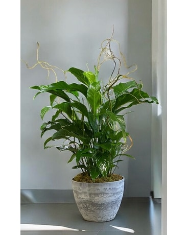 black plant stand indoor Cocoyard Garden Supply Space-Saving Metal Plant Stand, 26