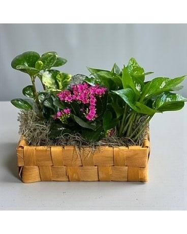 house plant fertiliser Plant Food Starter Kit
