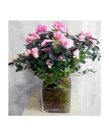 Earthy Azalea (1362) Flower Arrangement