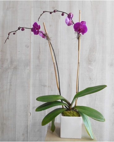 Purple Orchid (Orchid1) Flower Arrangement