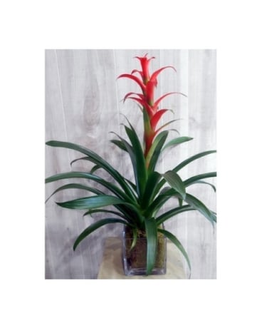Bromeliad in Glass(P&S15885) Flower Arrangement