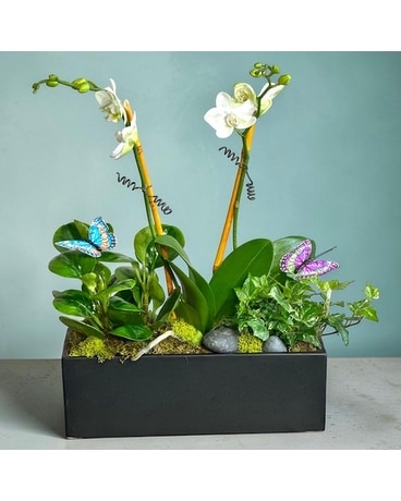 Sympathy Plants in Dallas, TX | Petals & Stems Florist