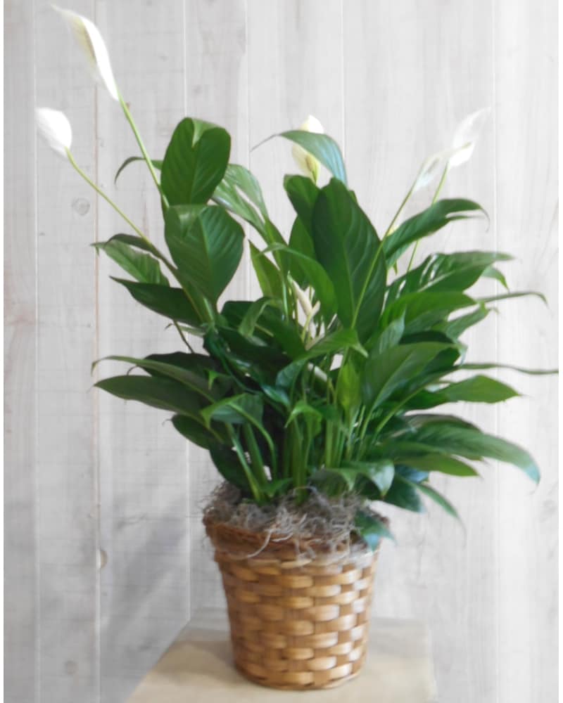 31＜税送料3648円込み＞ DUSTER GN4LW FLOWER 31 Green plant (402) in Dallas TX - Petals & Stems Florist