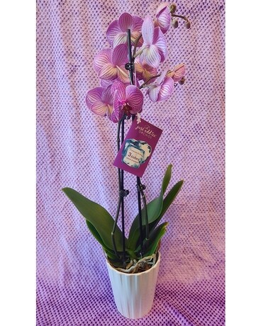 Phalaenopsis Orchid Plant Plant