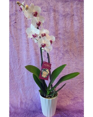 Phalaenopsis Orchid Plant Plant