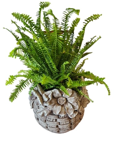 Kimberly Queen Fern in Cement flower pot Custom product